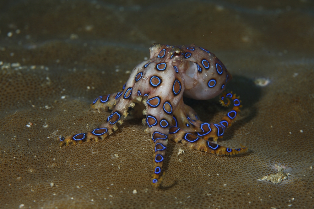 Blue ringed octopus swimming between corals