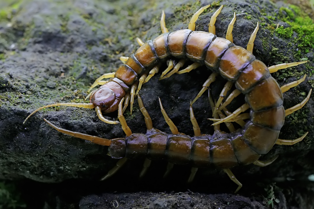 A centipede is looking for prey on a rock overgrown with moss. This multi-legged animal has the scientific name Scolopendra morsitans.
