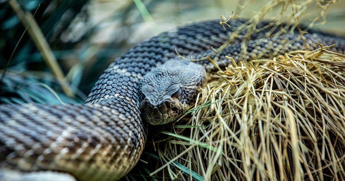 Intimate close-up of a rattlesnake resting in grass, showcasing its texture and natural colors.
