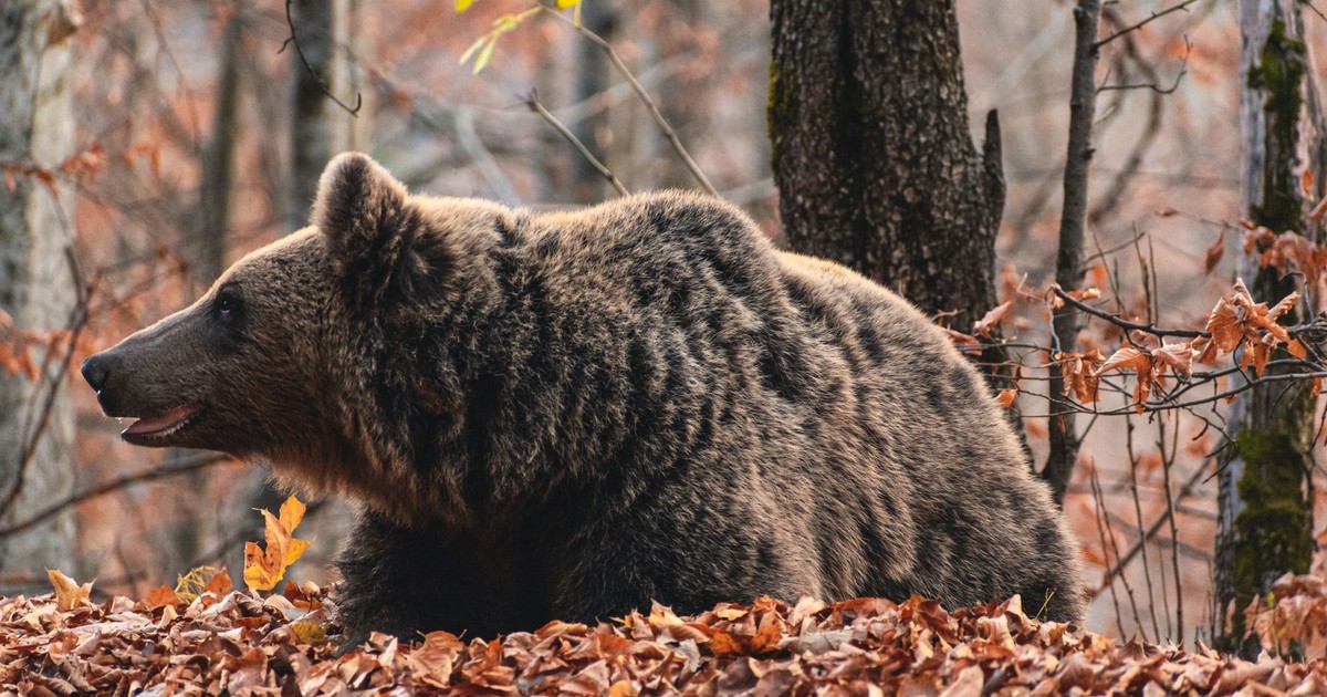 A wild brown bear rests in a Romanian forest amidst fallen autumn leaves.