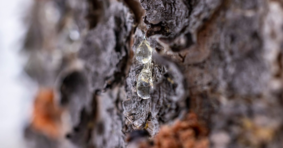 Detailed macro shot of tree resin dripping down textured tree bark, showcasing nature's intricate designs.