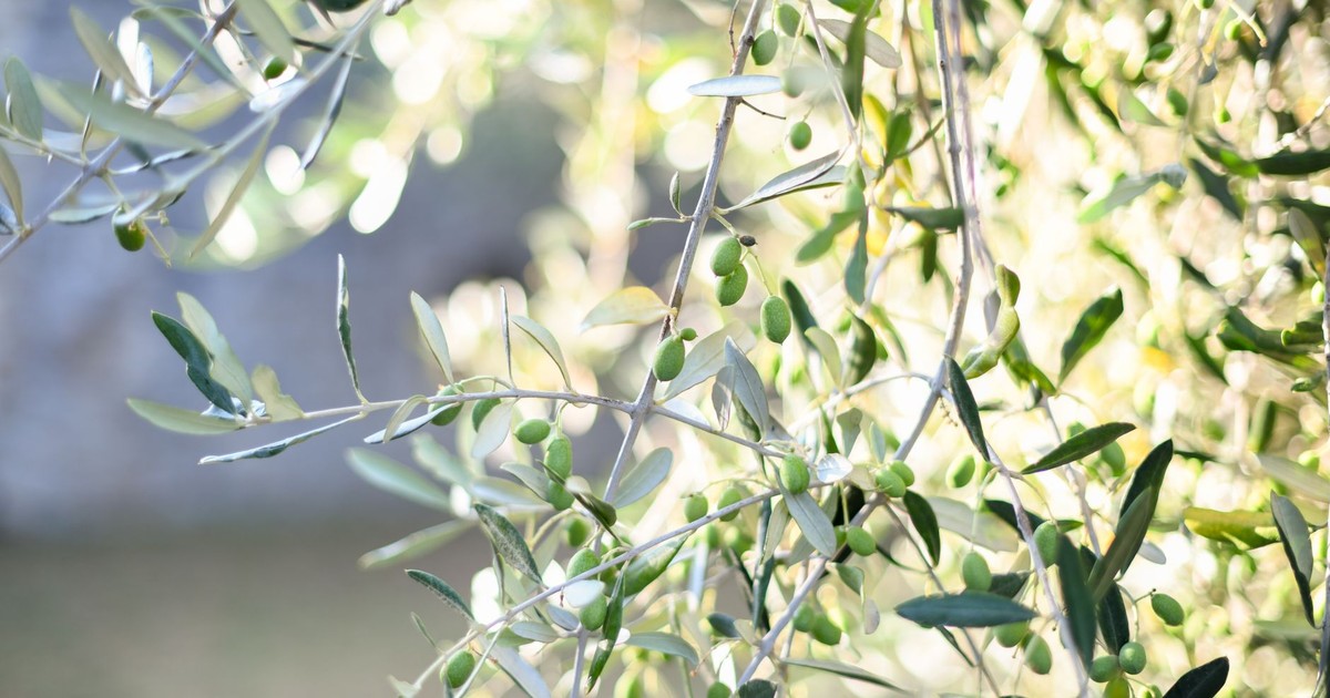 Vibrant green olives and leaves basking in natural sunlight, showcasing nature's beauty.