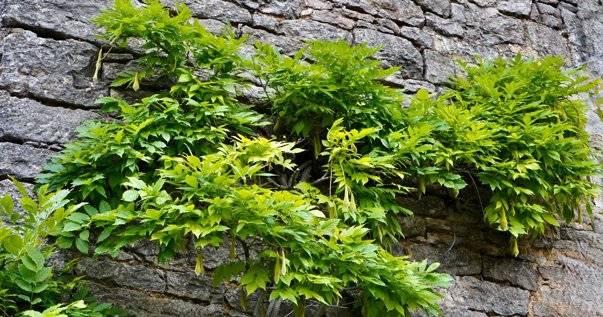 Lush green leaves growing on an ancient stone wall, blending nature and architecture.