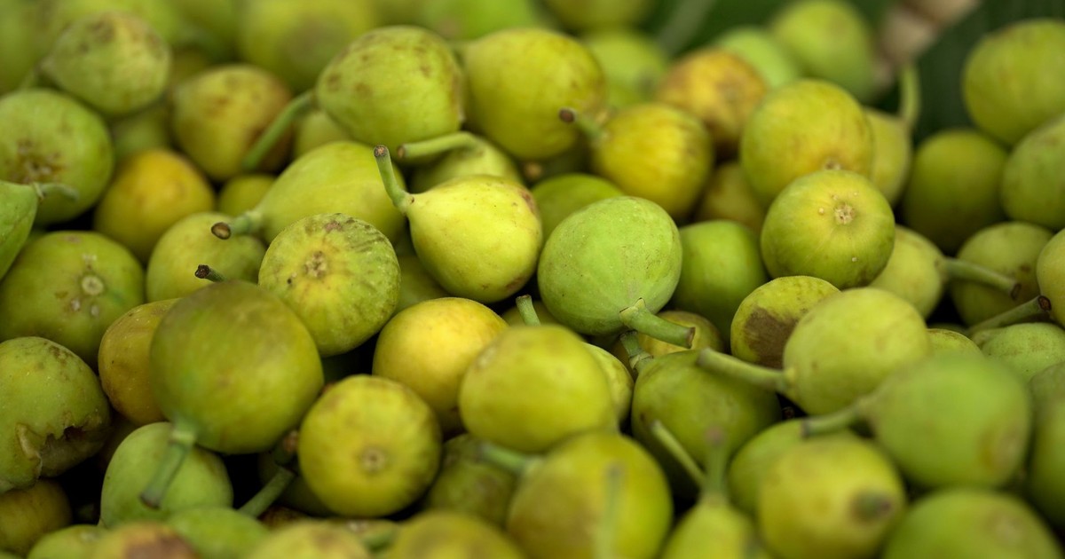 A close-up view of fresh green figs arranged in a pile, captured outdoors in Dammam, Saudi Arabia.