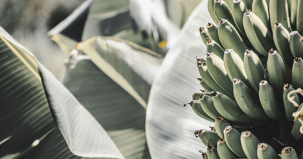 Detailed view of bananas on a tree in daylight, capturing lush green leaves and tropical vibes.