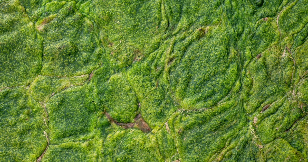 Vibrant green algae creating a natural texture, aerial view