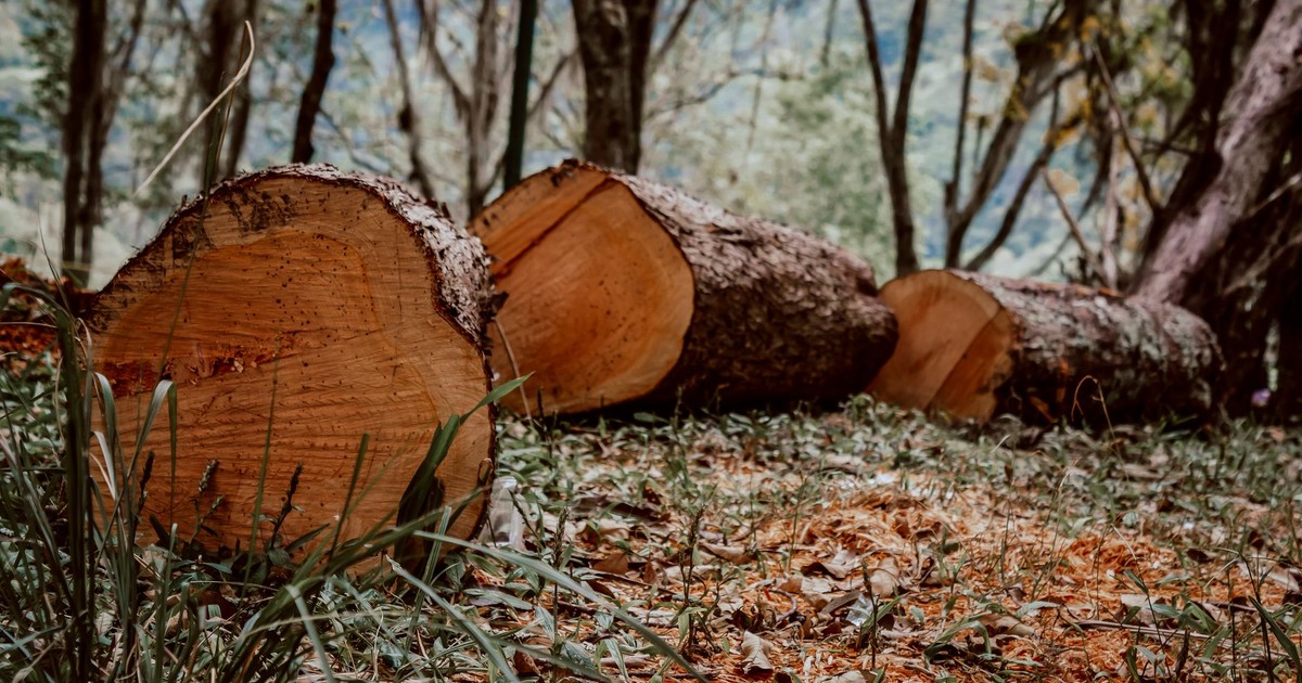 Logs resting on a forest floor in Mérida, Venezuela, during early fall.