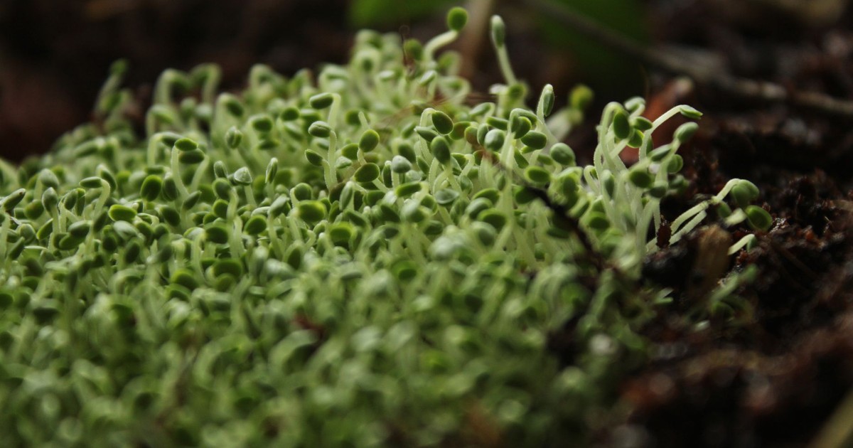 Detailed view of fresh microgreens sprouting from rich soil, symbolizing growth.