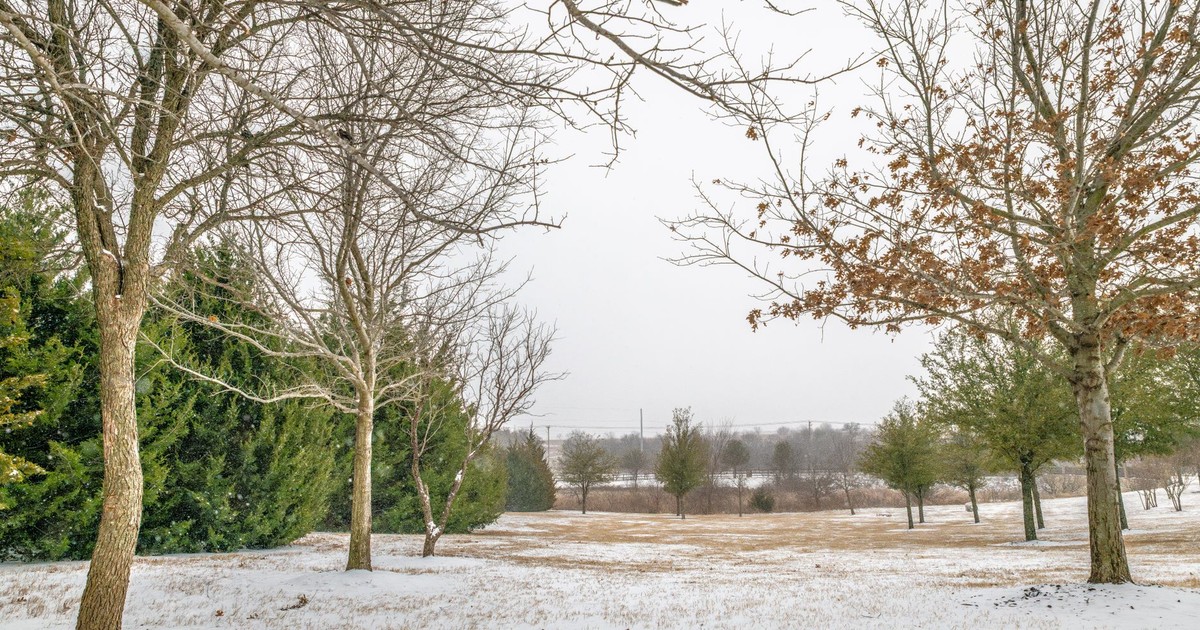 Scenic winter view of a snowy landscape with trees in Fort Worth, Texas.