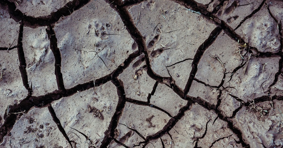 Close-up of cracked dry earth depicting drought and desolation with visible animal footprints.