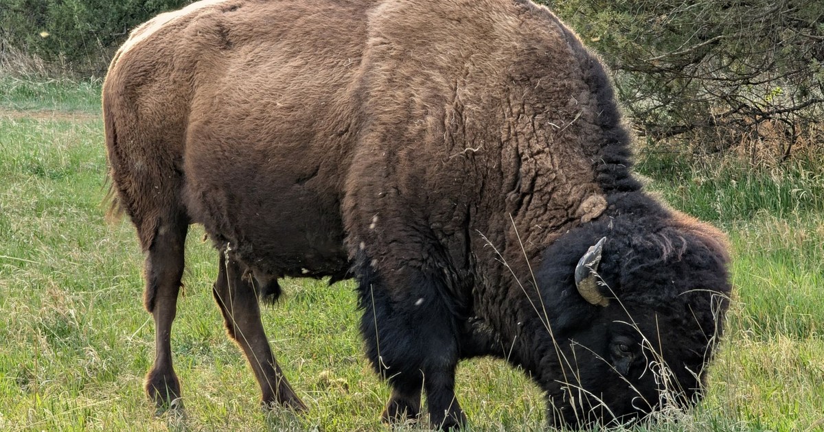 Close-up of an American bison grazing in North Dakota's scenic Theodore Roosevelt National Park.