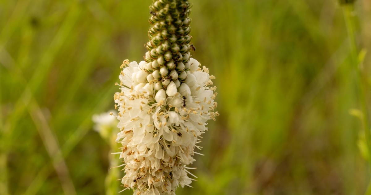 Detailed close-up of a white prairie clover in bloom against a lush green background.