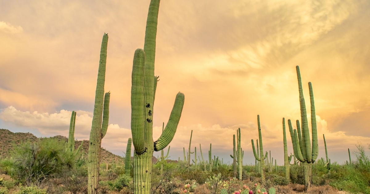 Captivating view of saguaro cacti under a vibrant sunset sky in Arizona's Sonoran Desert.