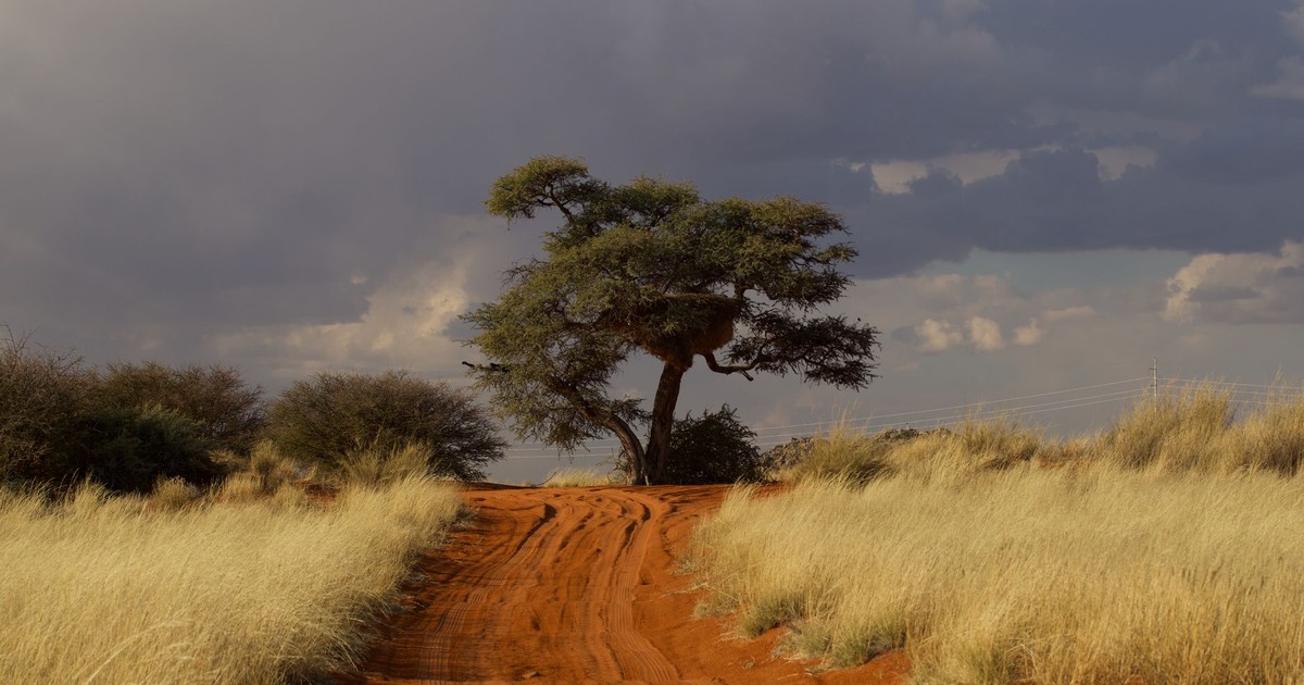 A captivating landscape of a lone tree on a sandy path under a dramatic sky in the African savanna.