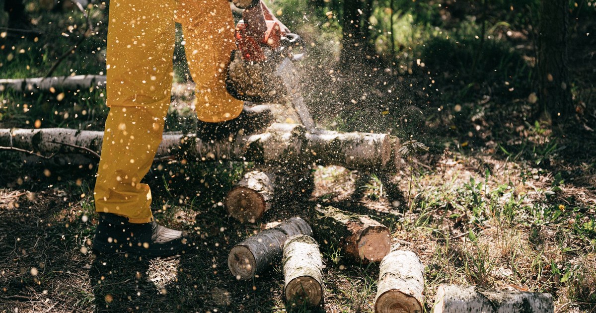 Lumberjack using a chainsaw to cut logs, creating sawdust in a forest setting. Action-packed forestry scene.