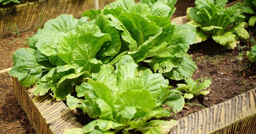You Still Have Time to Plant These 12 Easy-to-Grow Summer Veggies - Featured image