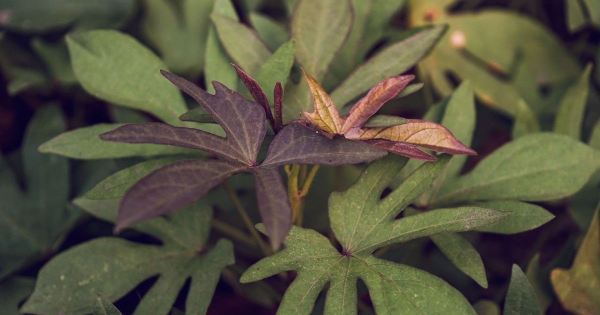 Detailed close-up of sweet potato leaves with unique colors in a garden in Yogyakarta, Indonesia.