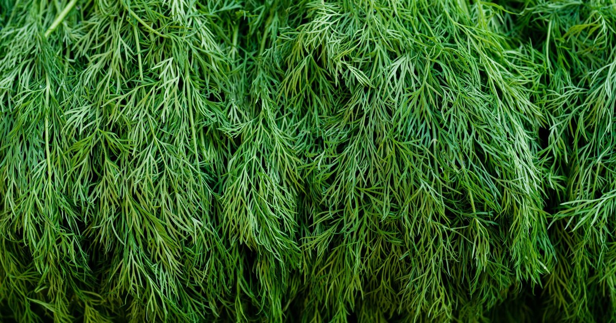 Close-up of fresh green dill herb showcasing its feathery leaves in vivid detail.