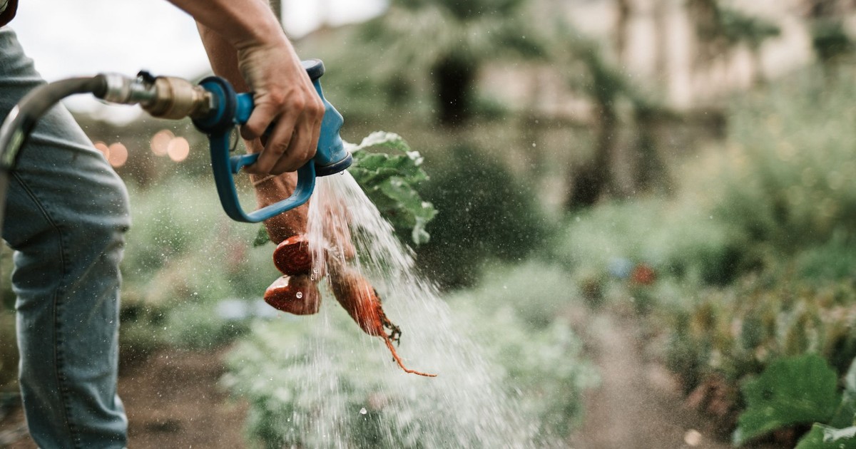 Close-up of hand washing freshly harvested carrots with a hose on a farm, showcasing vibrant, organic produce.