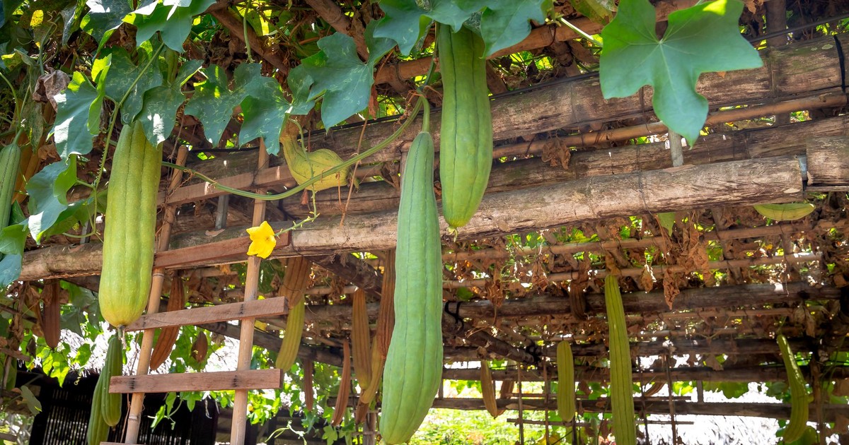 Lush sponge gourds hanging from a bamboo trellis in a sunlit garden setting.