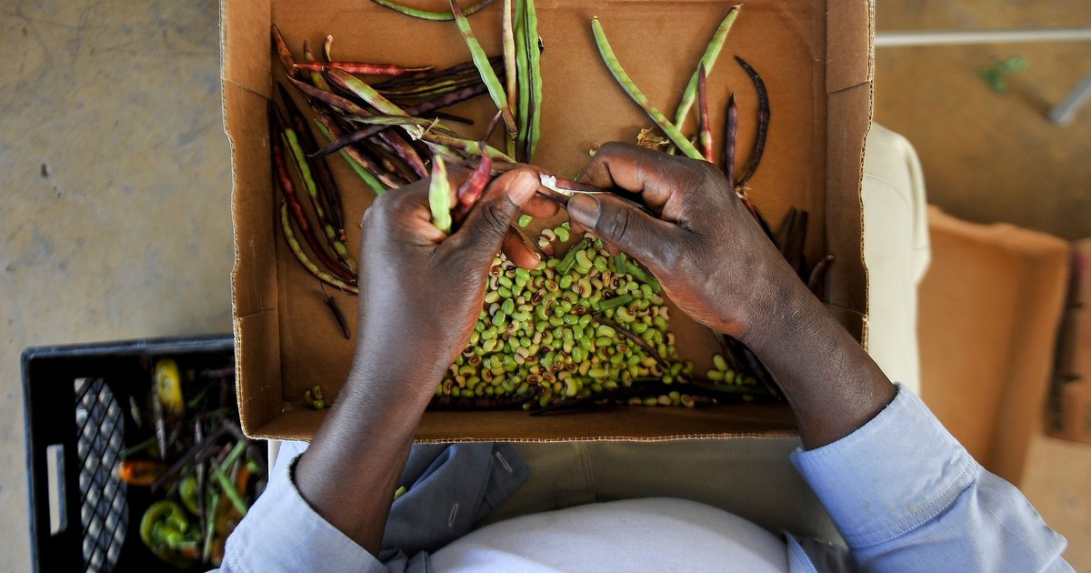 Overhead view of a person sorting beans in a cardboard box indoors.