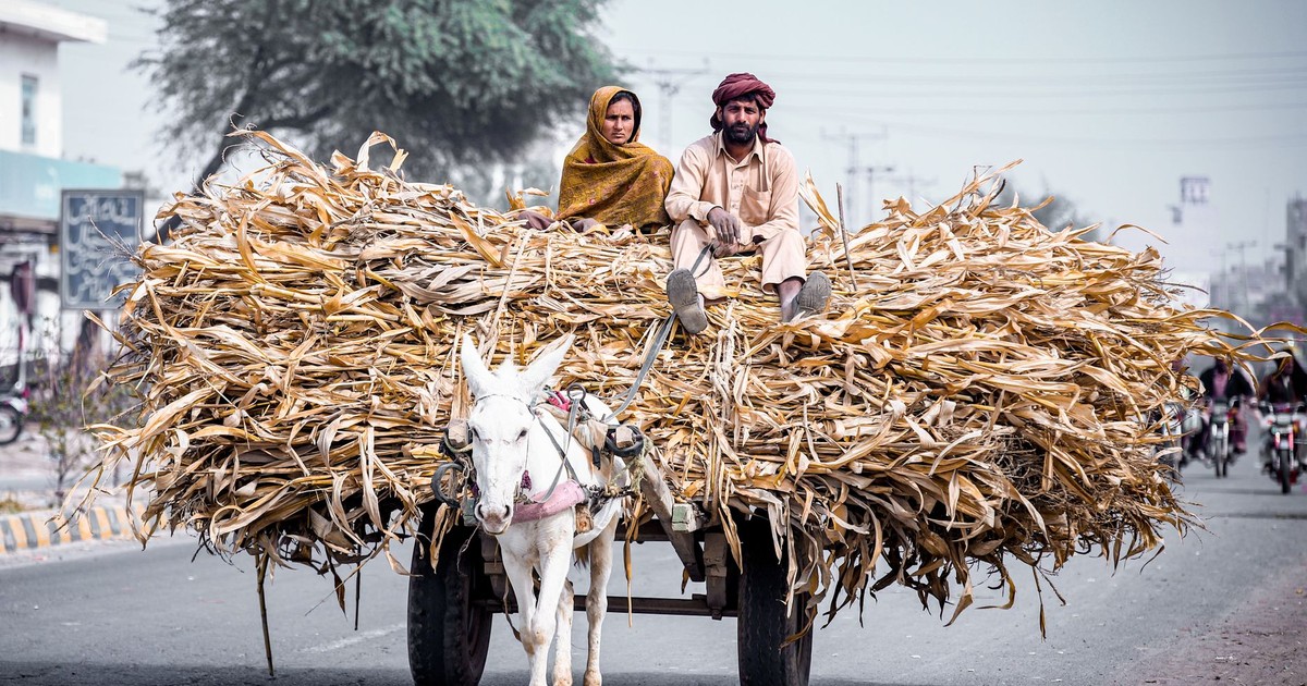 A donkey cart carrying crops on the streets of Khairpur Tamewali, Punjab.
