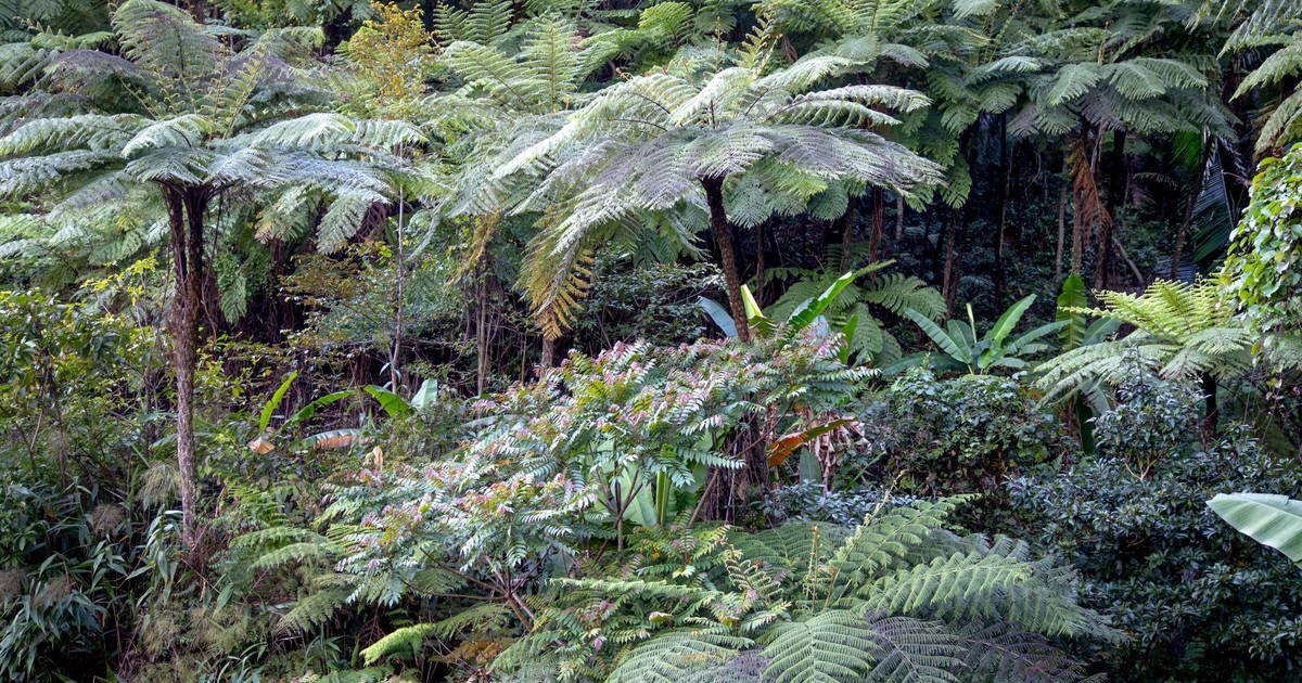 Scenery view of tropical trees with lush green foliage and thin trunks growing in woods