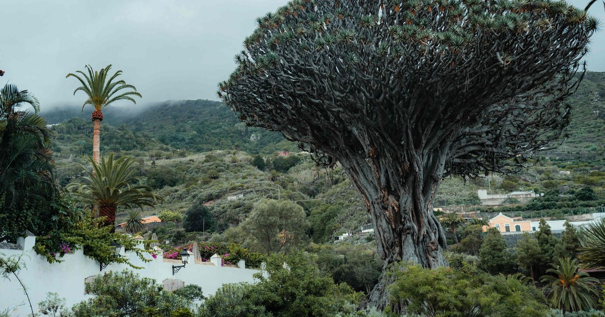 Explore the iconic Dragon Tree in Icod de los Vinos, surrounded by lush greenery and mountain views.