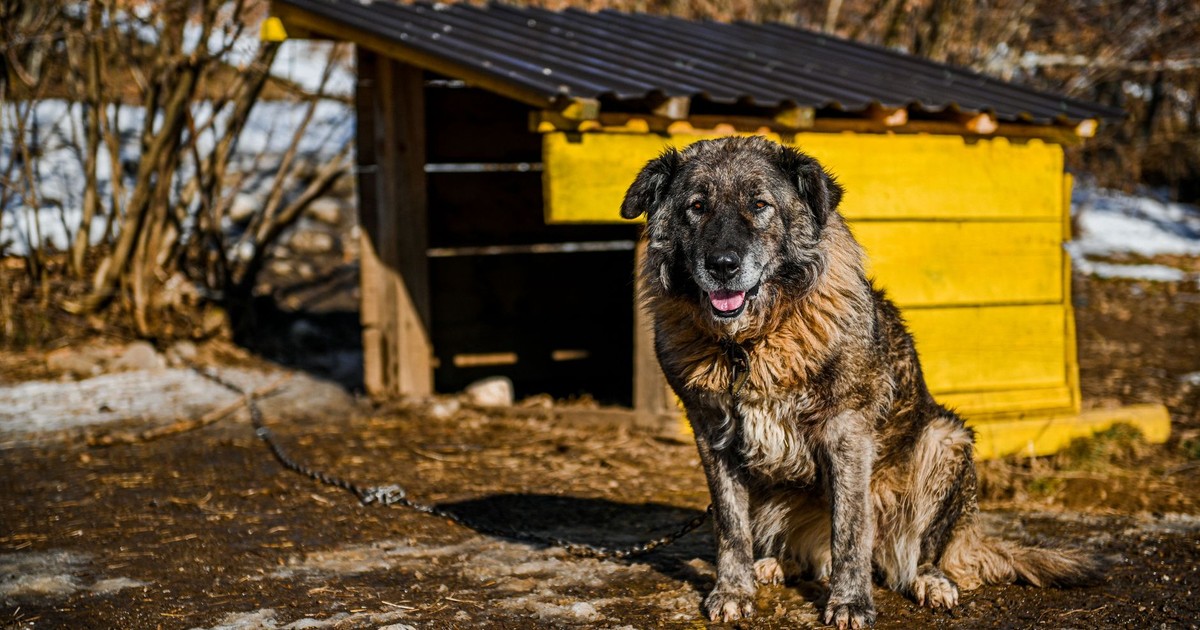 Caucasian Shepherd Dog sits beside a rustic wooden kennel on a sunny winter day.
