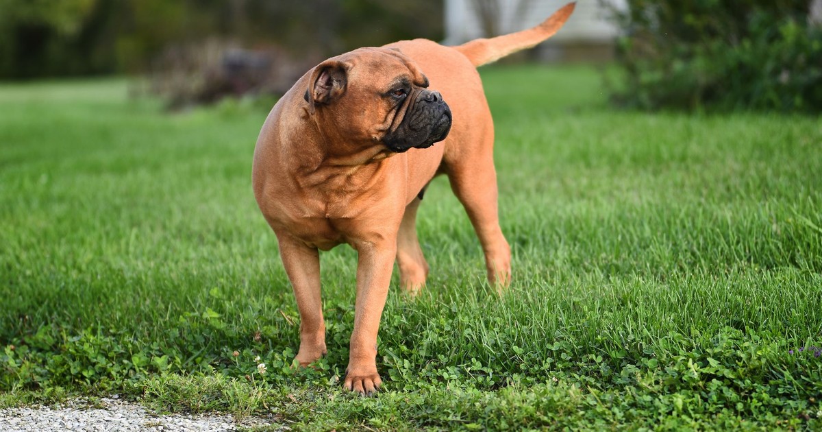 Charming Bullmastiff dog stands on lush green grass, enjoying a sunny day outdoors.