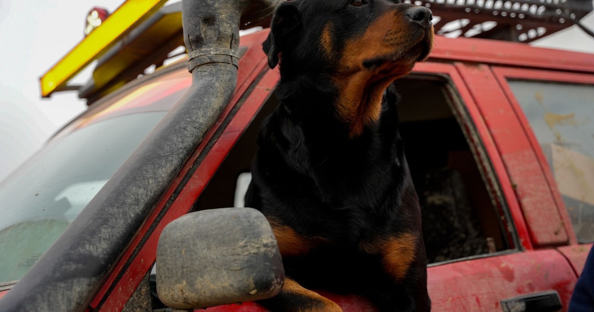 Rottweiler dog looking out of a dirty red off-road vehicle window with curiosity.