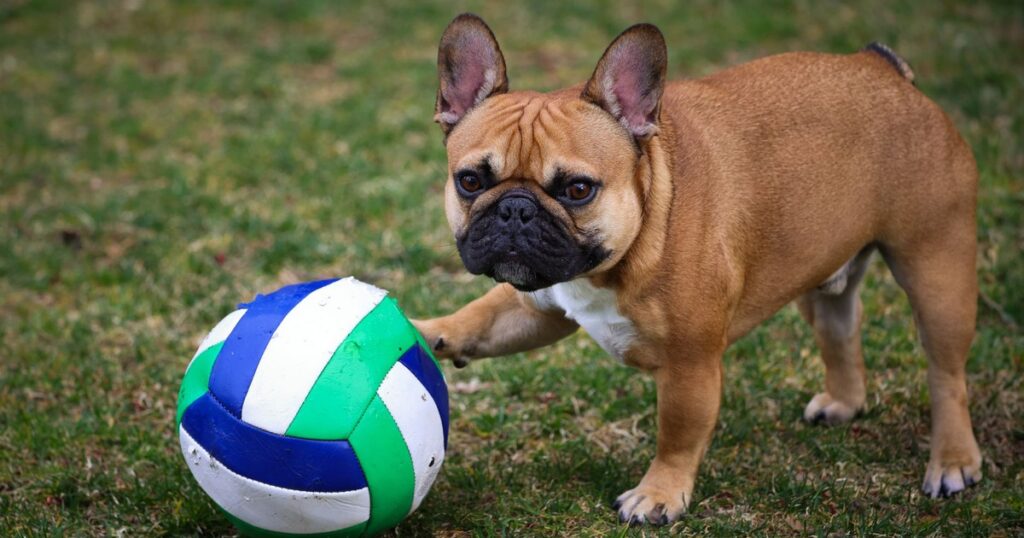 These 14 Dog Breeds Have the Shortest Life Spans, According to Vets - Featured image