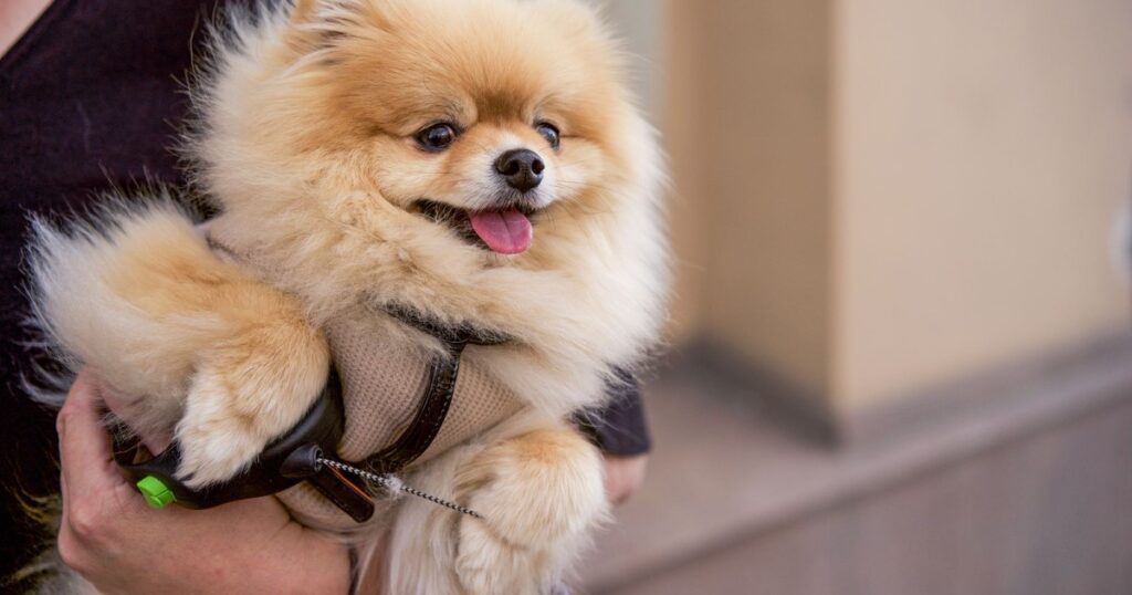 CVS Will Now Fill Your Pet’s Prescriptions - Featured image