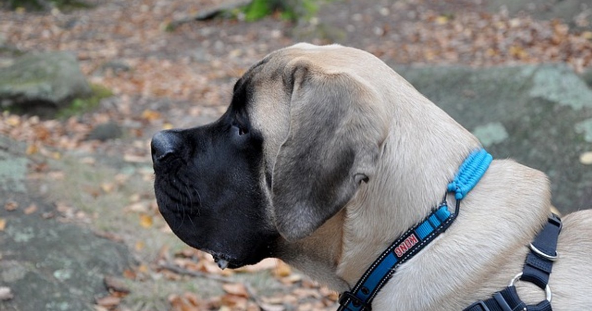 english mastiff