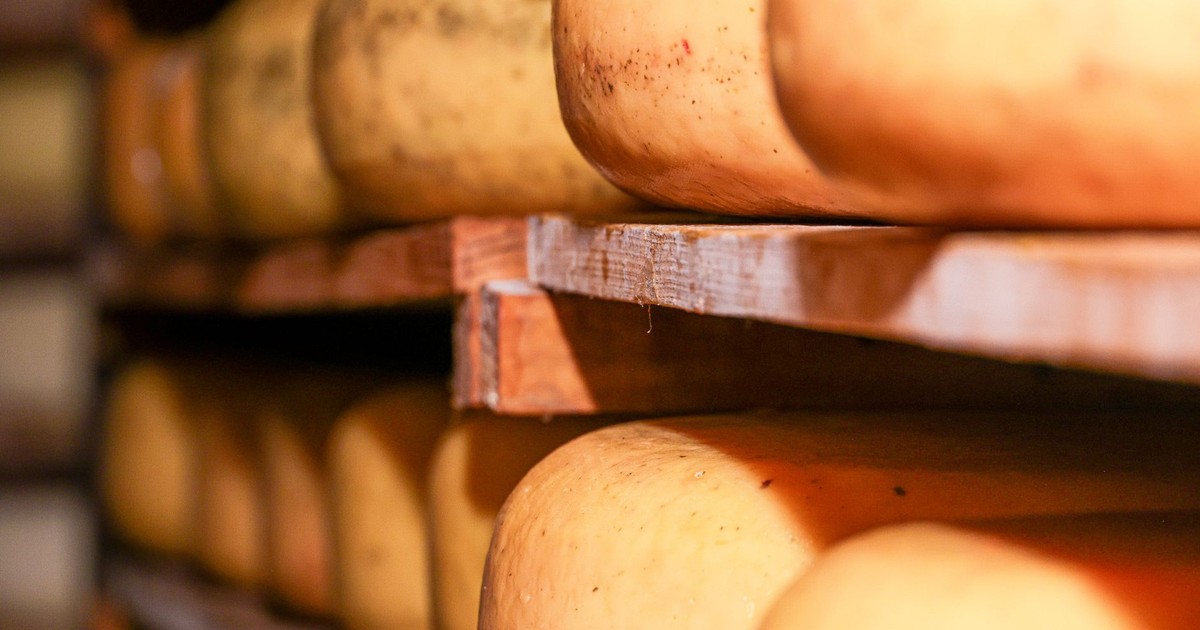 Close-up of Dutch cheese wheels maturing on shelves in a traditional cellar.