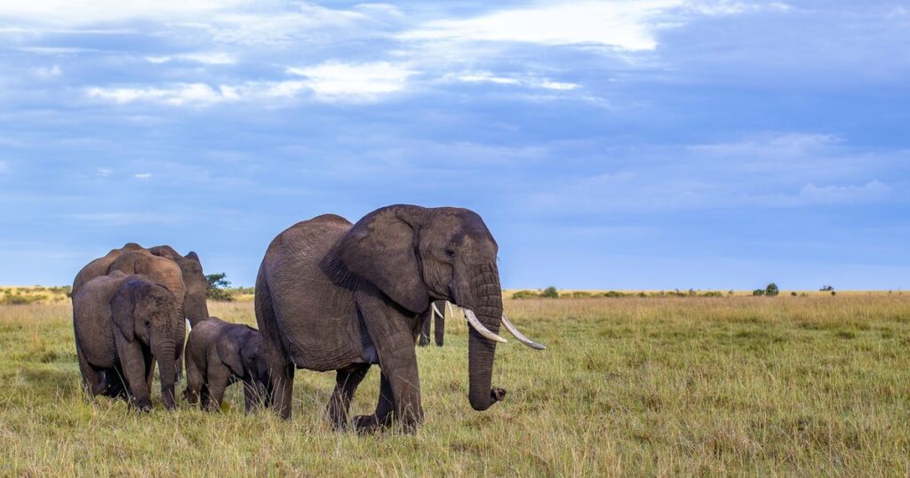 15 Places Where You Can Watch Elephants Actually Walk the Land - Featured image