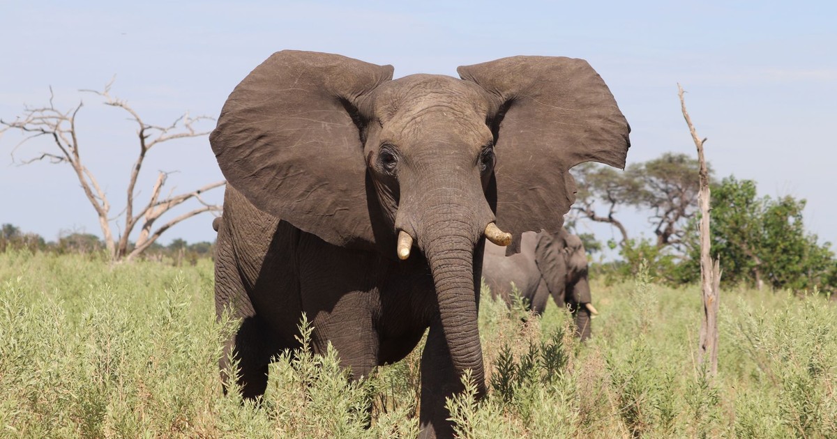 Close-up of African elephants in their natural habitat on a sunny day.