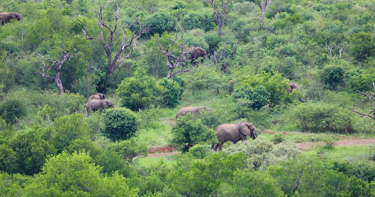 Group of African elephants wandering through a vibrant and dense savannah landscape.