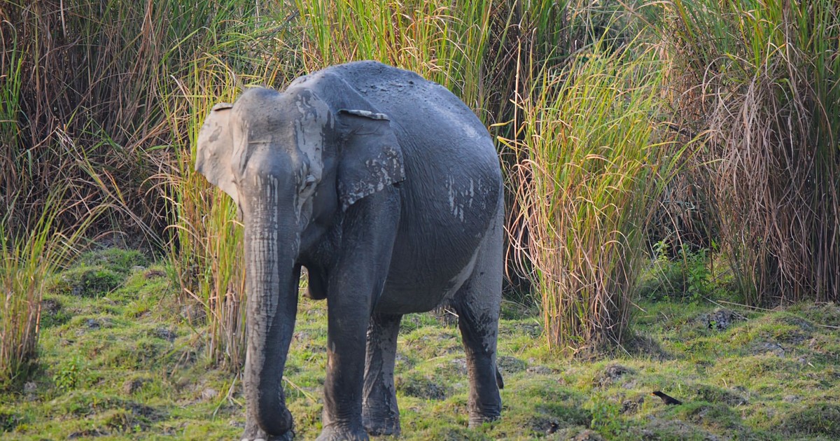 A majestic Asian elephant standing amidst tall grass in Kaziranga National Park, India.