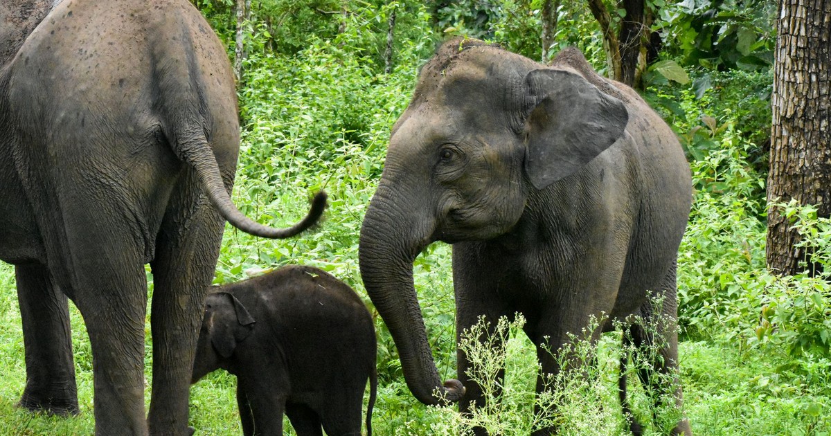 A family of Asian elephants roaming in the dense forests of Ooty, India.