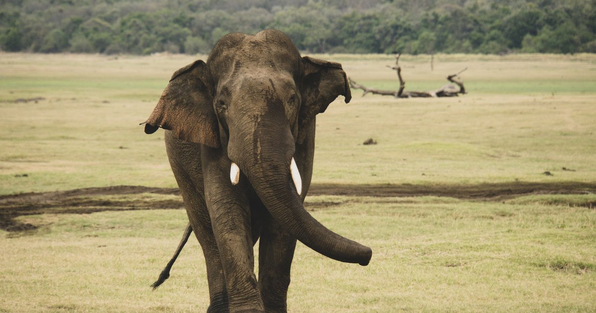 A beautiful elephant walking in the savannah of Sri Lanka, showcasing wildlife in its natural habitat.