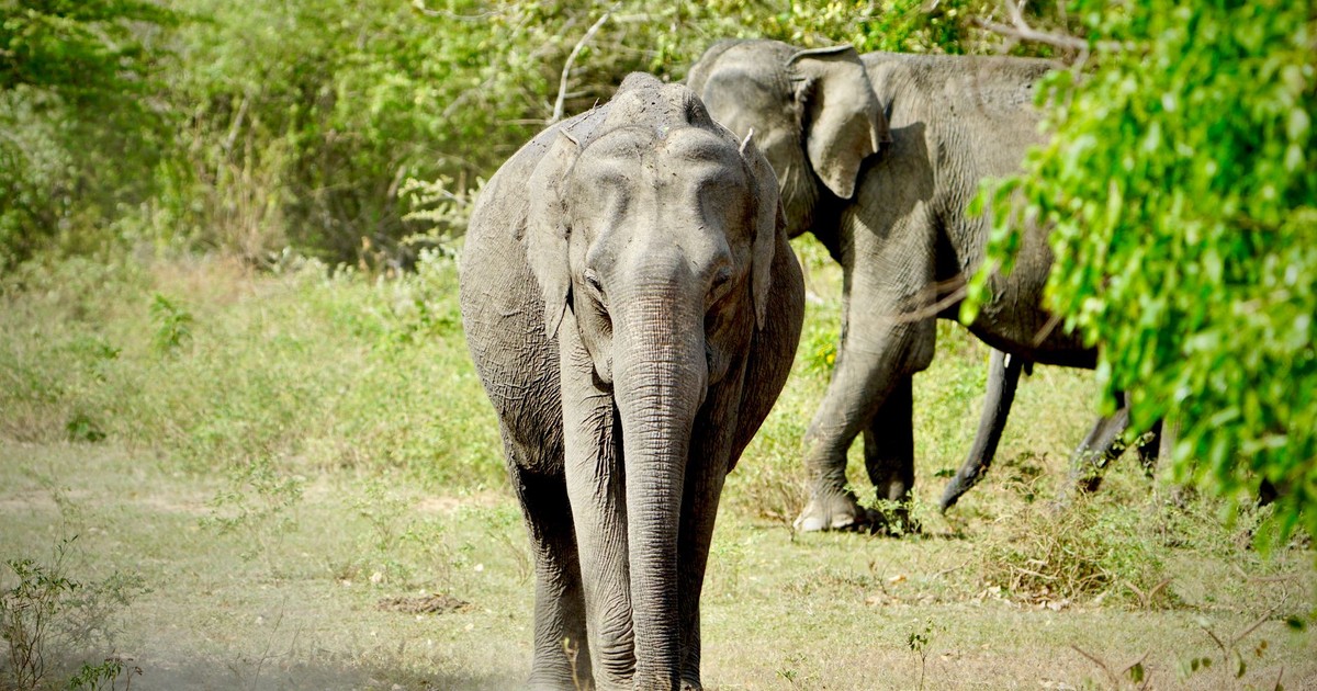 Majestic wild elephants roam in the lush greenery of Uva Province, Sri Lanka.