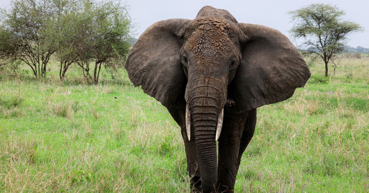 Close-up of an African elephant in Arusha, Tanzania, showcasing its majestic presence in the wild.