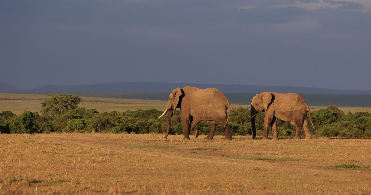 Two African elephants walking in the savannah of Narok, Kenya.