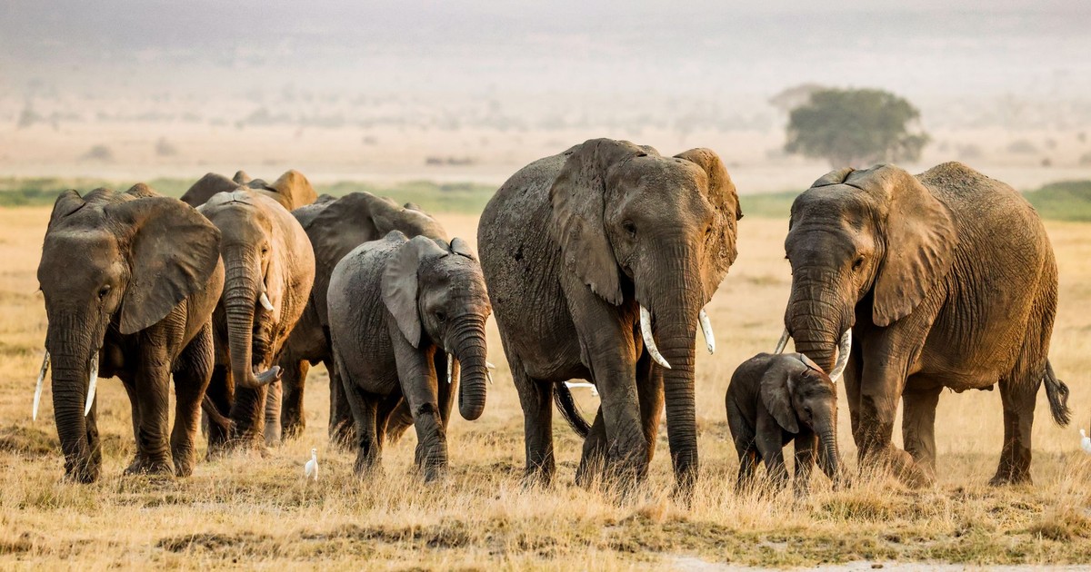 A stunning view of African elephants in the savannah of Kajiado County, Kenya during daytime.
