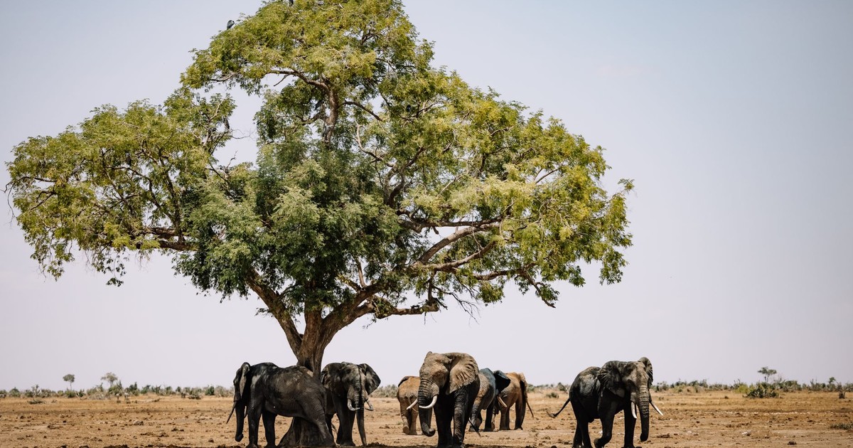 A herd of African elephants standing under a large tree in the wild, showcasing nature at its best.