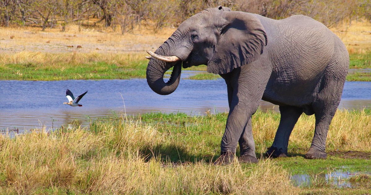 A majestic African elephant drinks at a waterhole, showcasing nature and wildlife conservation.