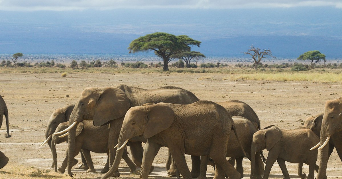 A herd of African elephants crossing the savanna under clear skies.