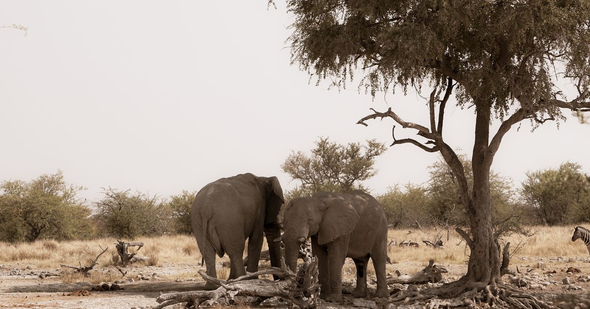 Two African elephants standing under a tree in an arid savanna landscape, showcasing wildlife beauty.