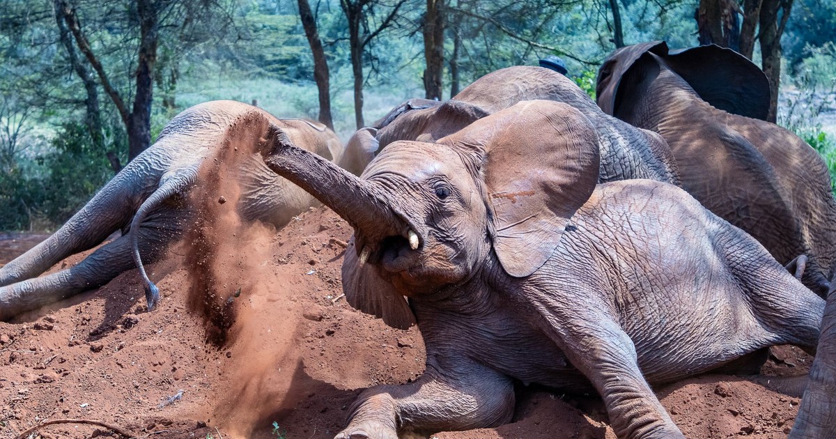 Young African elephants playing in the dirt at Nairobi National Park, showcasing natural behavior.